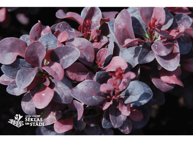 Berberis thunbergii   'Concorde'